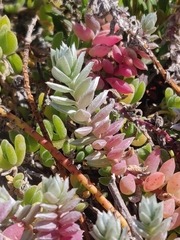 Chenolea diffusa