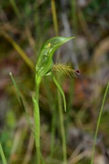 Pterostylis plumosa