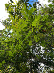 Guioa villosa