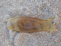 Scyliorhinus canicula