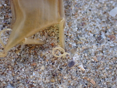 Scyliorhinus canicula