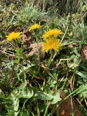 Taraxacum