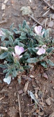 Ajuga iva iva