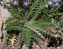 Cirsium arizonicum