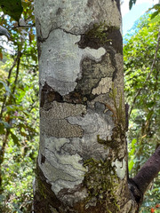 Guioa villosa