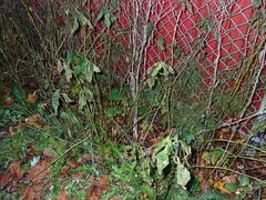 Impatiens parviflora