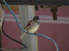 Passer domesticus