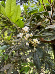 Guioa villosa