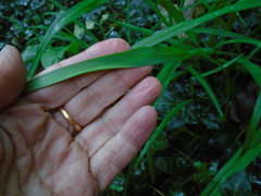 Allium triquetrum