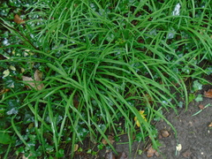 Allium triquetrum