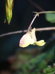 Impatiens parviflora