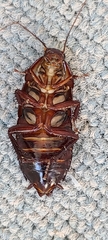 Eurycotis floridana