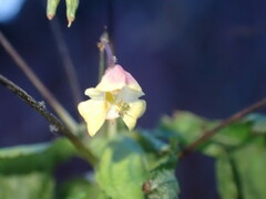 Impatiens parviflora