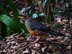 Turdus olivaceus