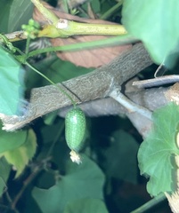 Diaphania