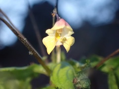 Impatiens parviflora