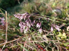 Poa granitica