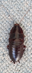 Eurycotis floridana
