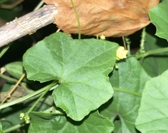 Diaphania