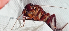 Eurycotis floridana