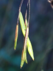 Impatiens parviflora