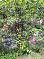 Elaeocarpus angustifolius