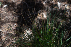 Elymus elymoides