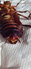 Eurycotis floridana
