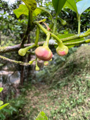 Garcinia puat