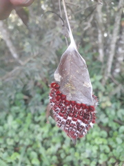 Lepidoptera