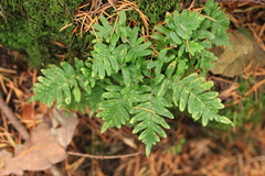 Polypodioideae