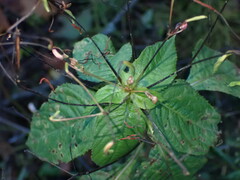 Impatiens parviflora