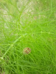 Epilachna clandestina