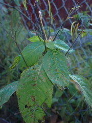 Impatiens parviflora