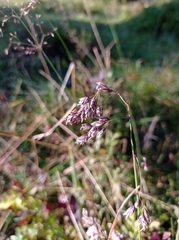Poa granitica