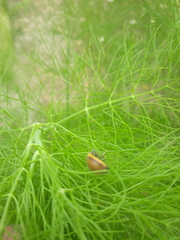 Epilachna clandestina
