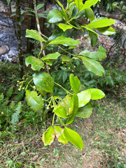 Garcinia puat
