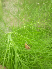 Epilachna clandestina