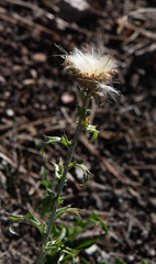 Cirsium wheeleri