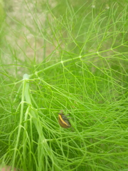 Epilachna clandestina