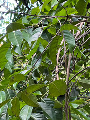 Diospyros fasciculosa