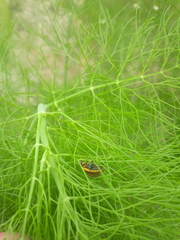 Epilachna clandestina