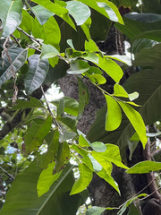 Diospyros fasciculosa