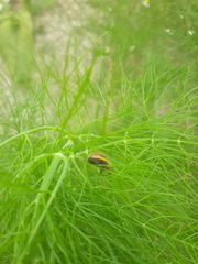 Epilachna clandestina