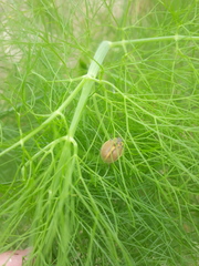 Epilachna clandestina