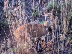 Tragelaphus sylvaticus