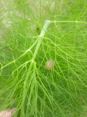 Epilachna clandestina