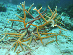 Acropora cervicornis