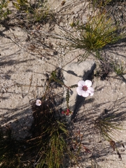 Adenandra