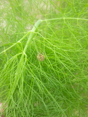 Epilachna clandestina